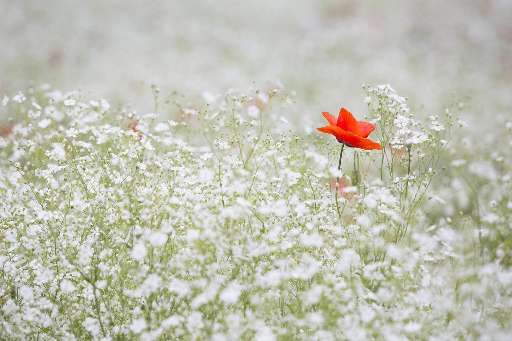 gestion de la douleur, fleur rouge seule dans champ de fleurs blanches, évolution hypnose, Savoie, EMDR, Arvillard, La Rochette, Pontcharra, Allevard, Chambéry, Grenoble, Séverine Dixon